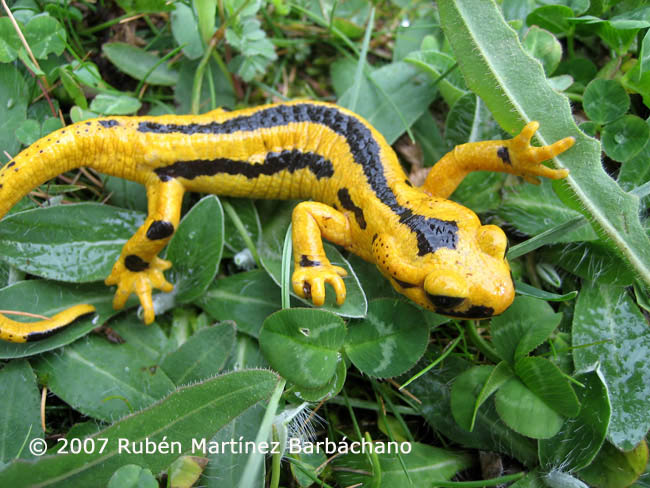 Salamandra salamandra fastuosa